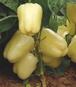 ARDEI GRAS BLANCINA F1