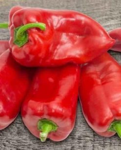 ARDEI CAPIA SOI BRANCUSI (100s)