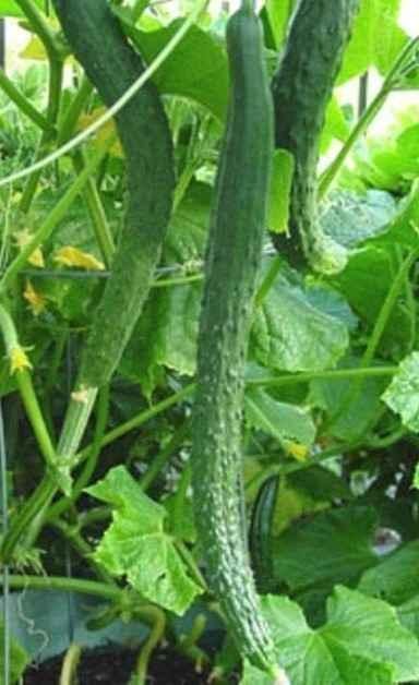 .Castraveti JAPANESE LONG - imagine 2