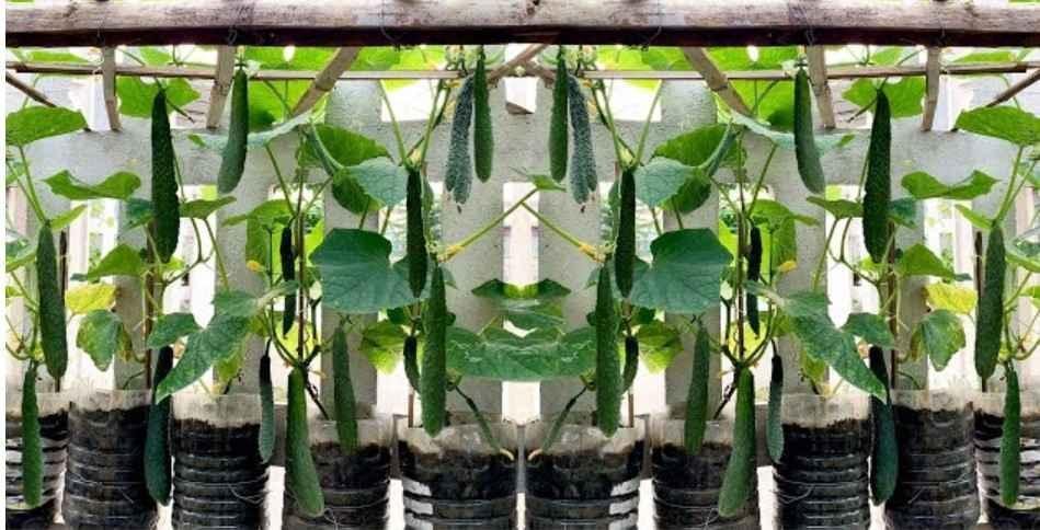 .Castraveti JAPANESE LONG - imagine 3