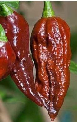 „„ARDEI IUTE CHOCOLATE BHUTLAH