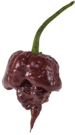 „ARDEI IUTE CAROLINA REAPER CHOCOLATE