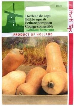 „DOVLEAC DE COPT WALTHAM BUTTERNUT (Horti Tops)