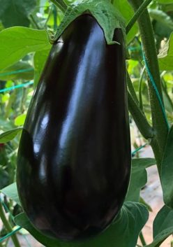 VINETE EPIC F1 SEMINIS