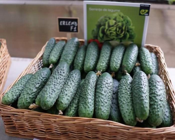 _CASTRAVETI HIBRID ERLEND F1 - imagine 4