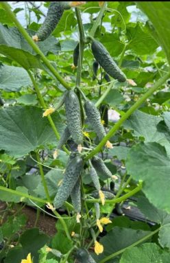 _CASTRAVETI HIBRID ERLEND F1