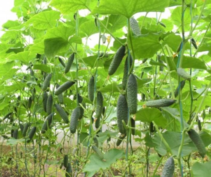 _CASTRAVETI HIBRID ERLEND F1 - imagine 2