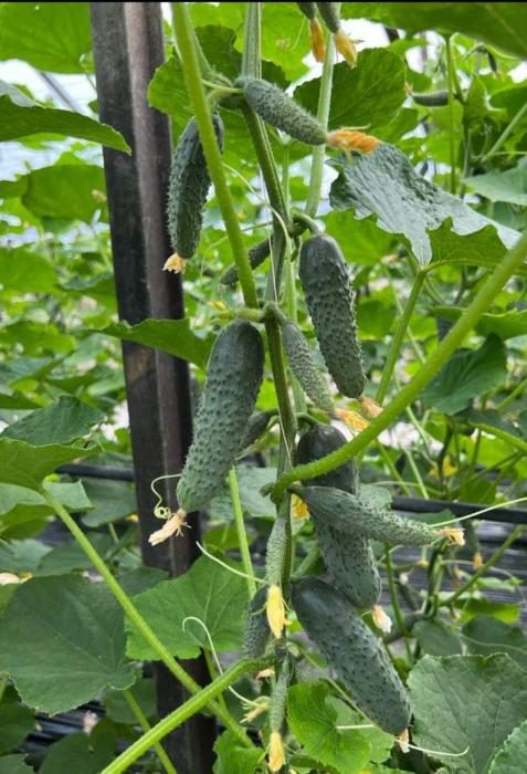 _CASTRAVETI HIBRID ERLEND F1 - imagine 3