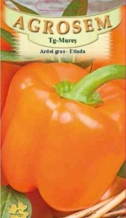 Ardei gras Etiuda (portocaliu)