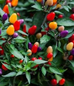 „„ARDEI IUTI FIREWORKS (ARTIFICII)