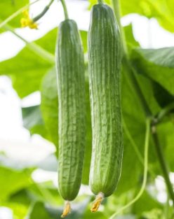 „„CASTRAVETI DE SALATĂ GERGANA (Opal ZI-Bulgaria) (50s)