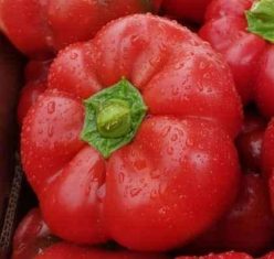 GOGOSARI GOGOMAX F1 (25s)