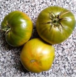 ANANAS VERDE/ GREEN PINEAPPLE.