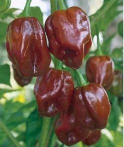 ARDEI IUTE HABANERO CHOCOLATE (25s)