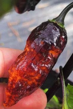 „ARDEI IUTE HALLOWS EVE