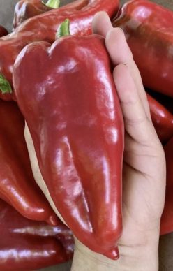 .Ardei CAPIA DE HISAR  (150s)