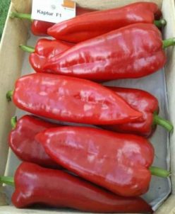 ARDEI CAPIA KAPTUR F1 (Seminis)