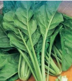 SPANAC PERMANENT ERBETTE (LISCIA VERDE DA TAGLIO)