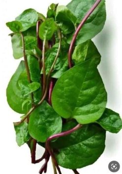 SPANAC URCĂTOR DE MALABAR RUBEN-SCDL Buzău (SPANAC MALABAR ROSU) (30s)