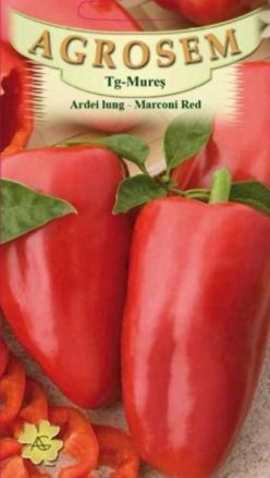 „„ARDEI LUNG MARCONI