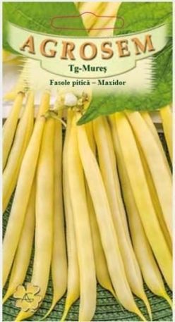 „„FASOLE PITICĂ MAXIDOR