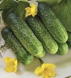 „„CASTRAVETI HIBRID NADUSHA MIX F1 (100s)-SEMINIS