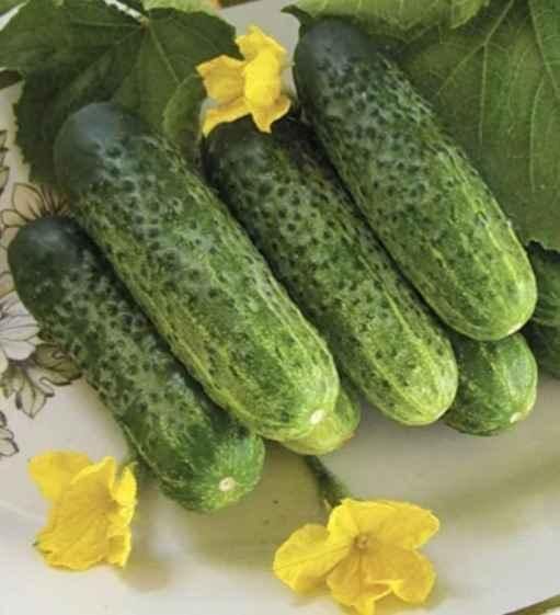 „„CASTRAVETI HIBRID NADUSHA MIX F1 (100s)-SEMINIS