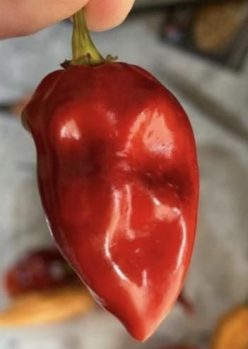 „„ARDEI IUTE NAGA VIPER RED