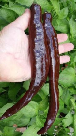 „ARDEI PUTIN IUTI PASILLA BAJIO /CHILE NEGRO (25s)