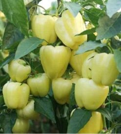 ARDEI GRAS PIEDONE F1 (Seminis)