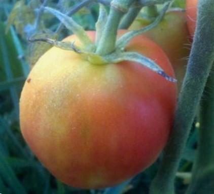 „„RED PEACH-PIERSICA ROSIE - imagine 3