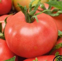 „„RED PEACH-PIERSICA ROSIE