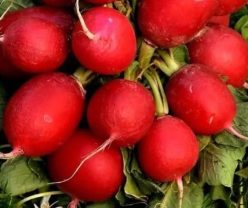 RIDICHI DE LUNĂ GIGANTE SICULO