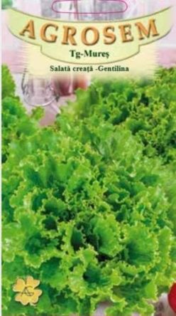 SALATĂ CREATA GENTILINA