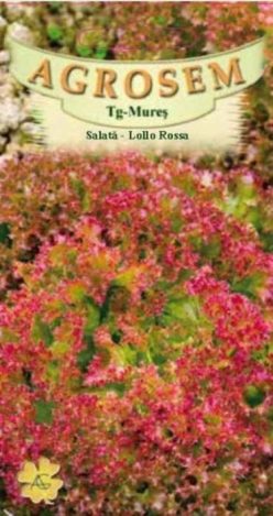 Salată creată rosie LOLLO ROSSA