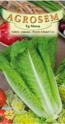 SALATĂ ROMANA PARRIS ISLAND COS