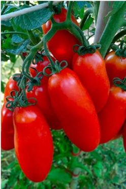 SAN MARZANO LAMPADINA 2 (FRATELLI INGEGNOLI )