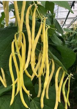 „„FASOLE URCĂTOARE ROTUNDĂ SUNSHINE (30g)