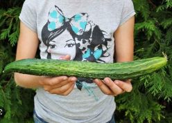 .Castraveti LONGO DA CHINA -(INGEGNOLI)