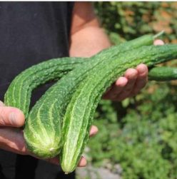 .Castraveti SUYO LONG