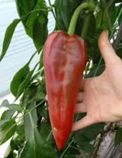 ARDEI CAPIA TESEO F1 - imagine 5