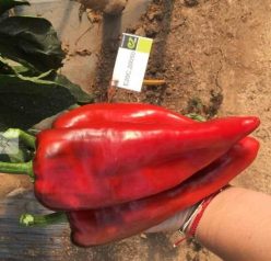 ARDEI CAPIA TESEO F1