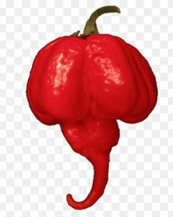 „„ARDEI IUTE TRINIDAD MORUGA SCORPION