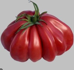 ZAPOTEC OAXACAN RIBBED (OFERTA 100 s)