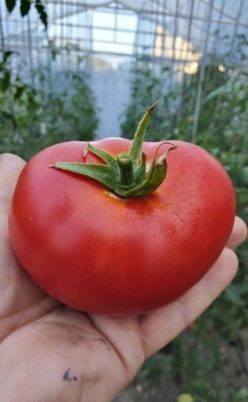 .ABRAHAM LINCOLN IMPROVED F1