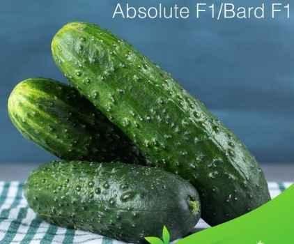 _CASTRAVETI ABSOLUTE F1