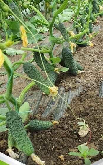 _CASTRAVETI ABSOLUTE F1 - imagine 2