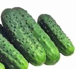 „„CASTRAVETI CORNICHON HIBRID ALLIANZ F1-BEJO (100s)