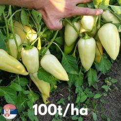 „„ARDEI GRAS AMANDA-Superior Seeds (Serbia) 100s