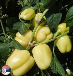 „„ARDEI GRAS BELINDA-Superior Seeds (Serbia)